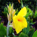 칸나(Canna)