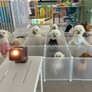 🐾 6살 비숑 또봉이의 섬댕 유치원 하루, 영화도 보고 뛰어논 날!