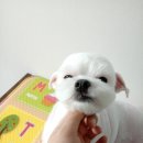폼나개 이미지
