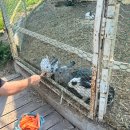 송산목장 | 광주 광산구 동물 먹이주기 체험 송산목장 내돈내산 후기 (위치, 영업시간, 가격)