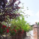 장미(아)경로당 이미지