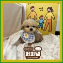 퍼피댕 강아지분양 안심분양소 광명점 말티푸 미니비숑 토이푸들 이미지