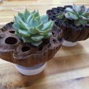 울미연꽃마을 이미지