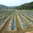 가지와나니 이미지