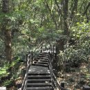 제주 천제연 난대림 이미지