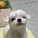 파파펫살롱 이미지
