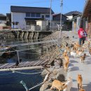 고양이마법사 이미지