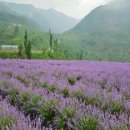 라벤더 이미지