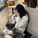 냐옹냐옹고양이카페 네이버블로그