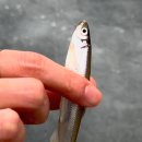 경기도 겨울 여행지 : 안성 두메 호수 동막골 빙어축제 (낚시 초보 후기)