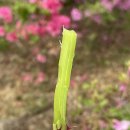 대산초등학교병설유치원 이미지