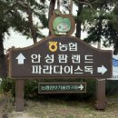 코스모스 산업 | 안성팜랜드 아이랑 주말 할인 코스모스 핑크뮬리 11월 양몰이공연 체험목장 유모차 전기자전거 음식