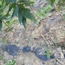 체리목장 이미지