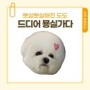 안녕, 멍멍아 | 청라 강아지미용 추천!!- 안녕멍멍 두번째 방문 후기