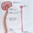 [뇌의 구조와 기능] 이미지