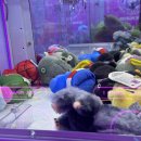 스타게임장(합성점) | 마산 라부부 인형 잘 뽑히는곳+안 뽑히는곳과 크라이베이비 등등 인기 인형뽑기방 (합성동편)