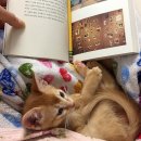 소중하냥 이미지