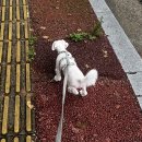 퐁당스윗 이미지