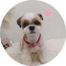 개들의 집 이미지