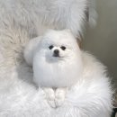 로히펫살롱 네이버블로그