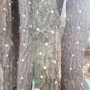 김포표고버섯농장 이미지