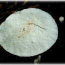식용버섯의 종류와 모양 이미지