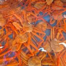 GR(부산광역시 기장군)-[읍내로]-상-9 | [대게하우스(기장)] 기장 대게 살이 꽉 찬 기장 시장 맛집 가족 모임 솔직 후기