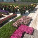 김진성농장 이미지