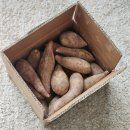 베니라이프 | 햇고구마 제철 후기 해남 꿀밤고구마 베니하루카 포슬포슬한 맛