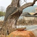 밤재마을 앞 이미지