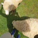 둥이목장 이미지