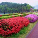 연산홍 이미지