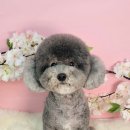 미미애견 이미지