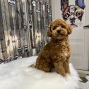 도도애견샵 이미지