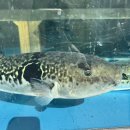 컴온독 | 부산 금수복국 해운대 본점 역시 다르네