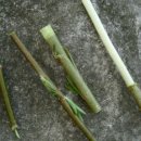 버들피리 이미지