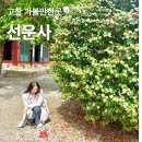 선운 농장 | 고창 선운사 5월 축제 다녀온 후기 주차 카페 동백 현황까지