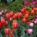 꿈의 동산 이미지