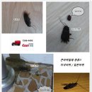 코스트크린