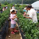 학일1리 학일 이미지