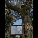 남원읍-81 | [제주도 여행지 추천] 큰엉해안경승지 자연 경관이 빚어낸 절경