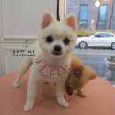 망고&체리 애견샵 네이버블로그
