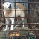 한국동물혈액은행 동물병원 이미지