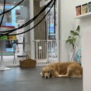 탄앤쿠키 이미지