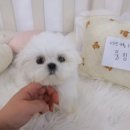 멍앤냥 강아지고양이 안양점 이미지