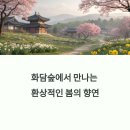 화담숲 봄 나들이 완벽 가이드: 벚꽃과 수선화의 향연