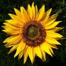 [브금있음] 여름 꽃의 미학 (해바라기편, 시리즈 마지막편) 이미지