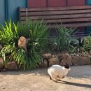 달봉이민박 이미지