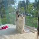 일산고양이분양 라라캣츠 이미지