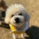 디어엔젤 | 강아지 겨울 패딩 리뷰! 래핑찰리, 엔젤도그, 디어아지, 위드후추, 알리익스프레스_내돈내산 솔직후기